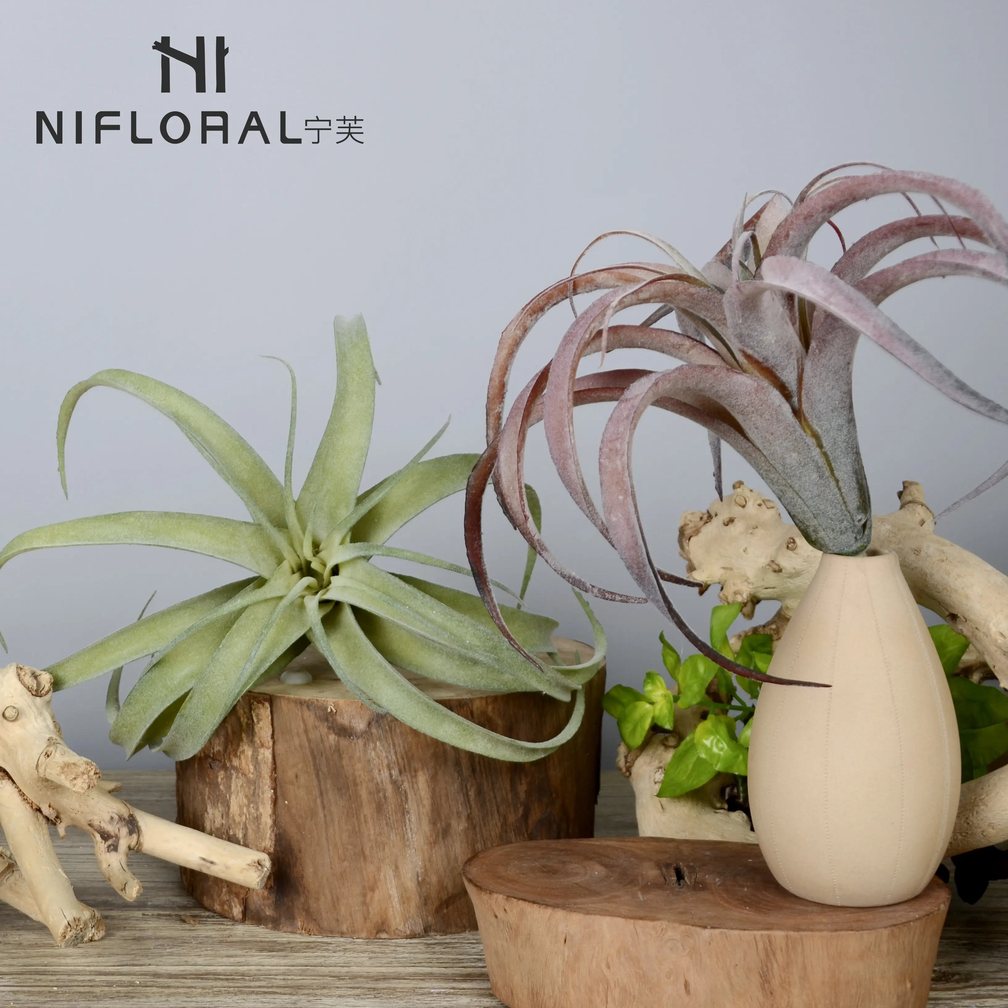 Top selling wholesale cheap price air plants succulent indoor garden greenery air plant