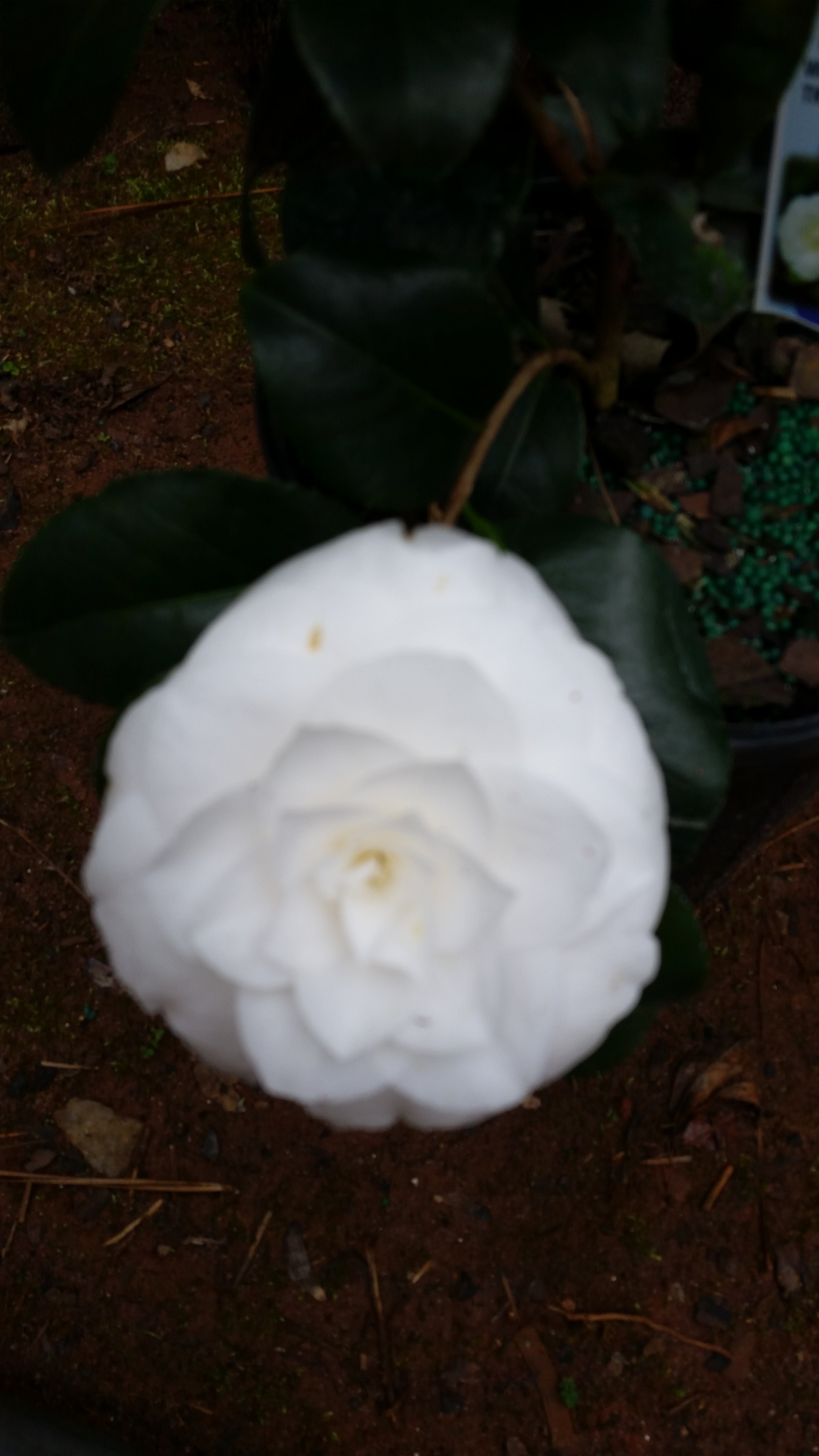 Camellia Sea Foam Flower Plant