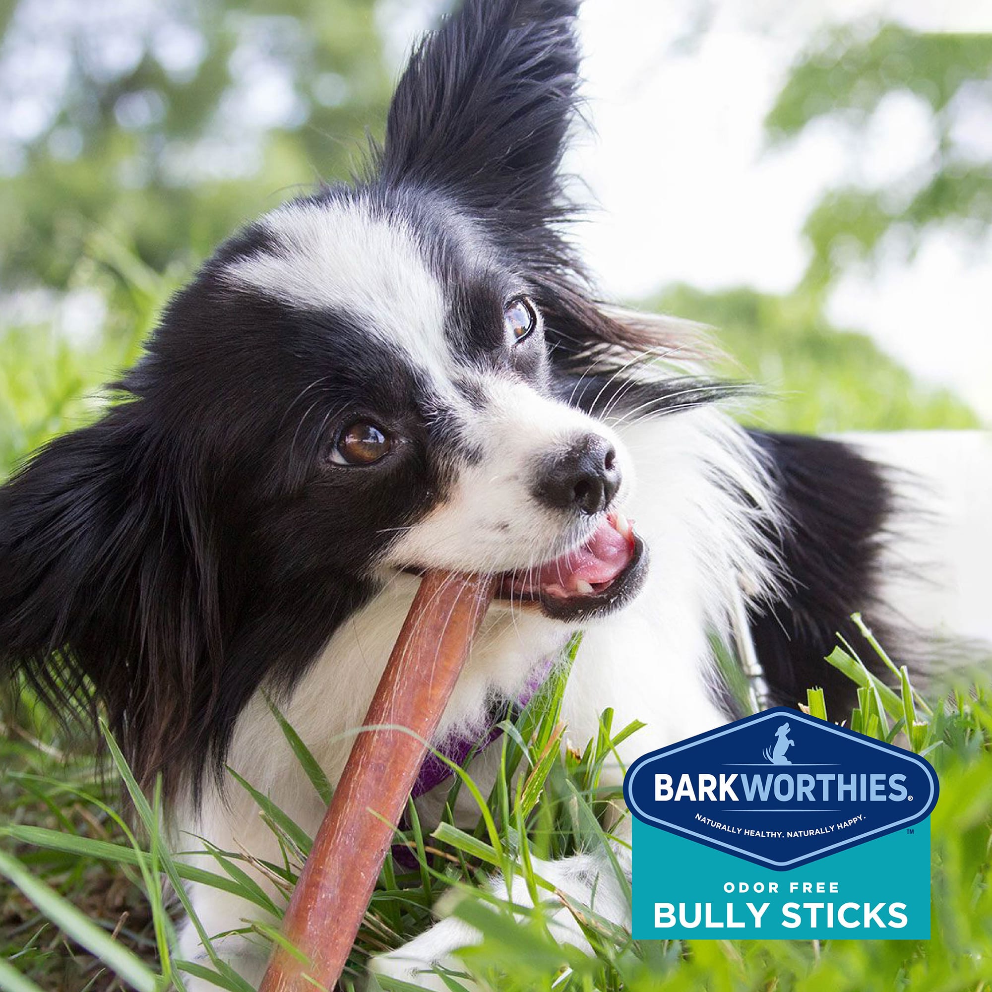 BARKWORTHIES Double Cut Bully Stick for Dogs， 0.14 LBS