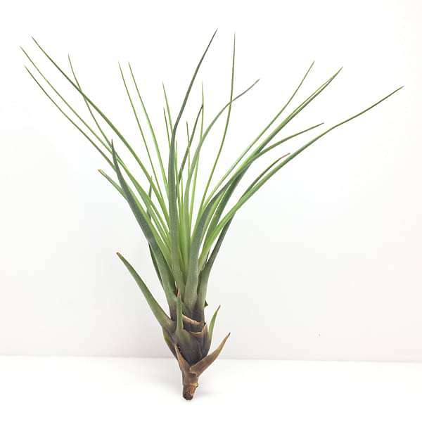 Air Plant, Tillandsia tricolor (Big) - Plant