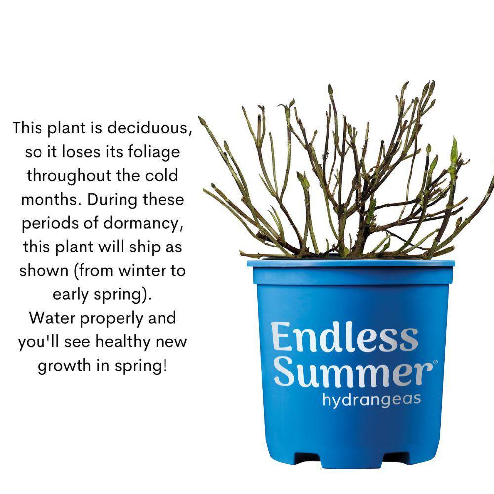 Endless Summer 2 Gal. Pop Star Reblooming Hydrangea Flowering Shrub with Electric Blue or Pink Lacecap Flowers 17206