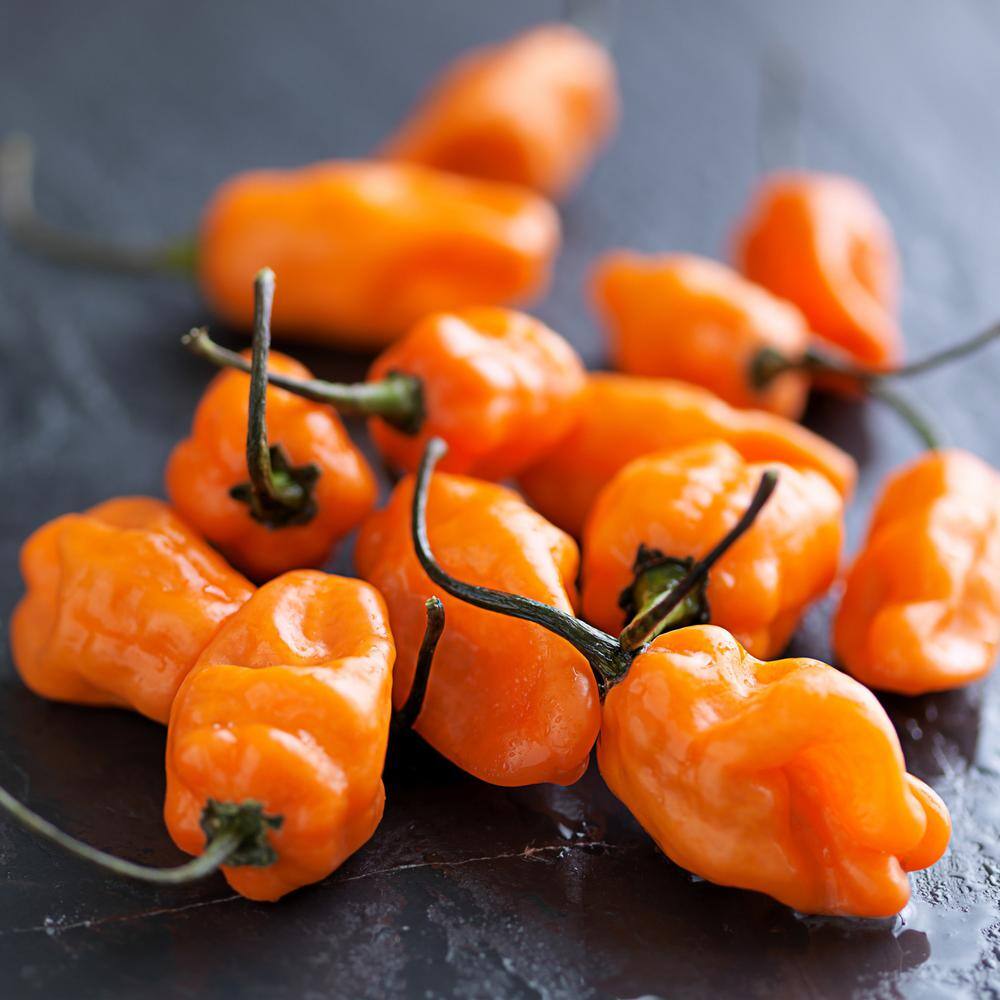 Bonnie Plants 19 oz. Habanero Hot Pepper Plant 1003800733