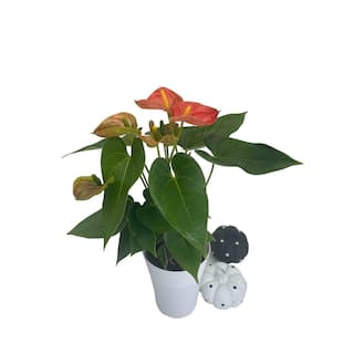 EVERBLOOM GROWERS INC. 5 in. Anthurium Assorted Plant 5ANTASS