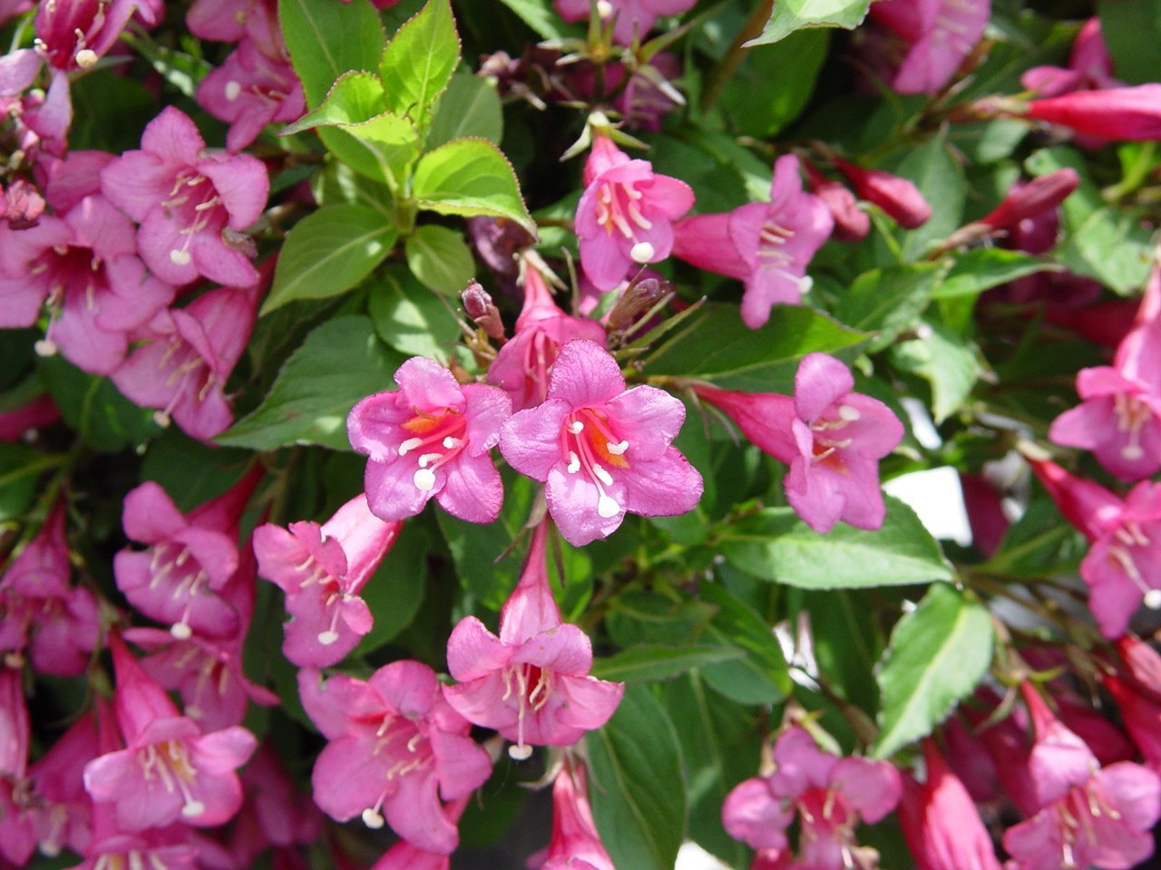 Tango' Weigela Florida