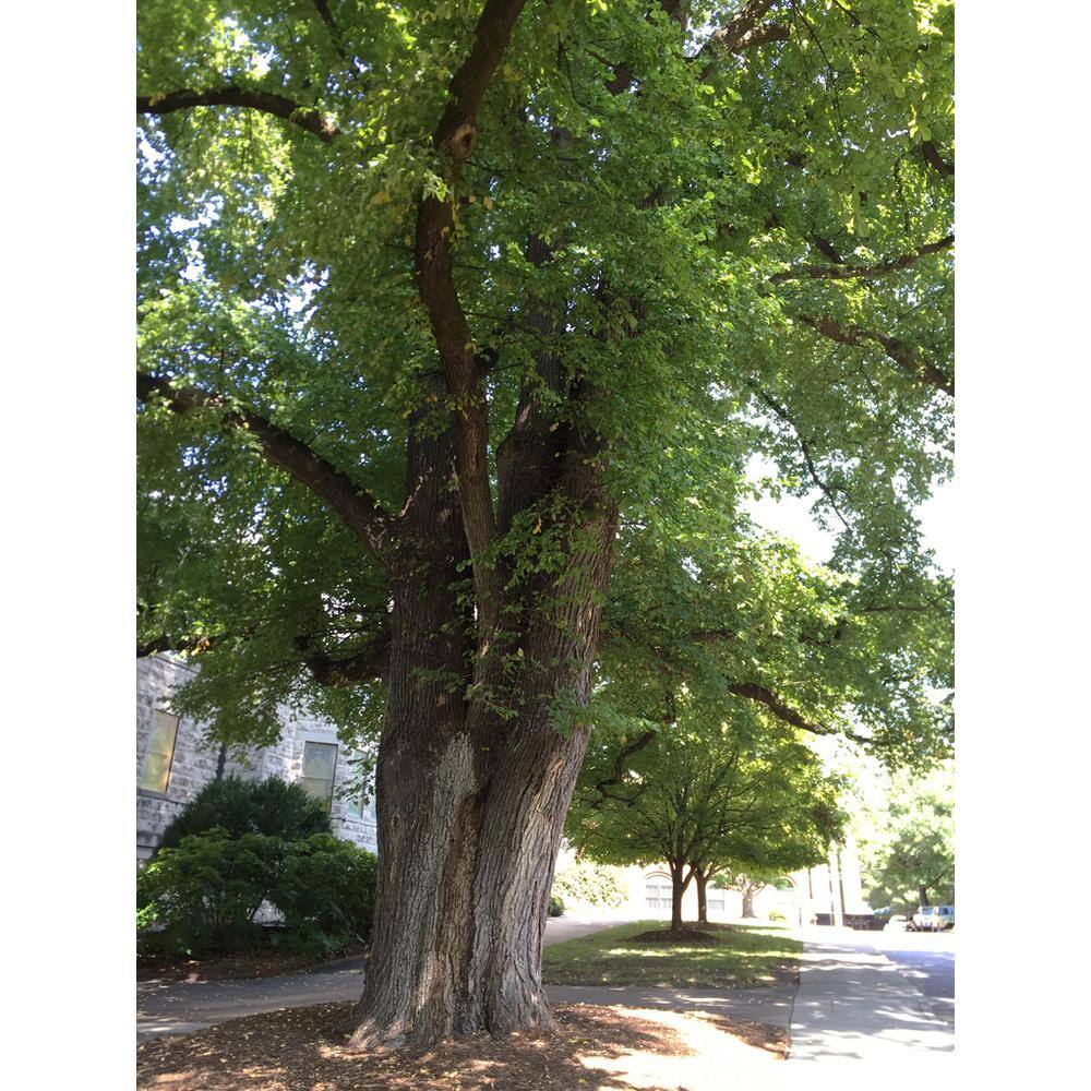 Online Orchards 3 ft. American Elm Tree with Graceful Weeping Branches and Gold Fall Foliage SHEM001
