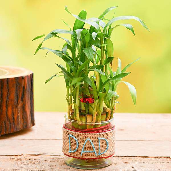 2 Layer Lucky Bamboo with Jute Wrap for Caring DAD