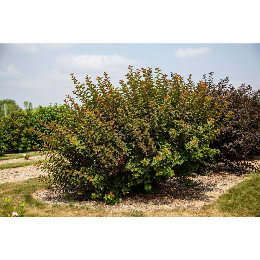 FIRST EDITIONS 2 Gal. Amber Jubilee Ninebark (Physocarpus) Live Shrub with White Flowers O58412F