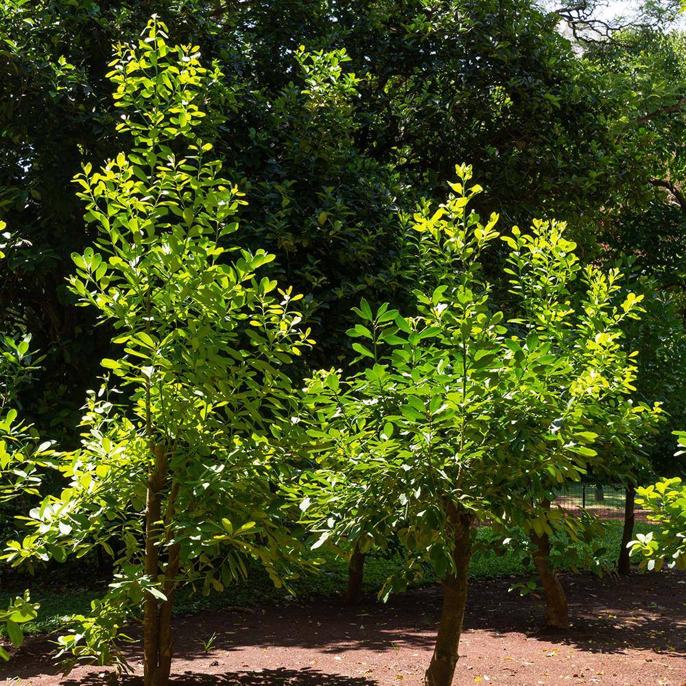 Perfect Plants Yerba Mate Tree 1Gal Growers Pot Ornamental Herbal Tea Tree THD-YerbaMate-1G
