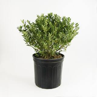 national PLANT NETWORK 2.25 Gal. Hoogendorn Holly Plant HD7498