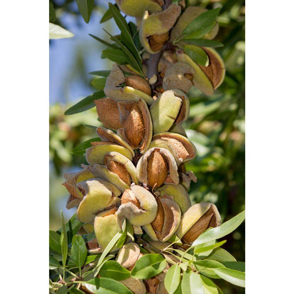 Online Orchards 3 ft. All-in-One Almond Bare Root Tree with Self Pollinating and Heavy Producing Almonds NTAL201