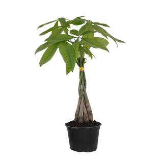 United Nursery Pachira Braid Money Tree in 6 in. Grower Pot 26639