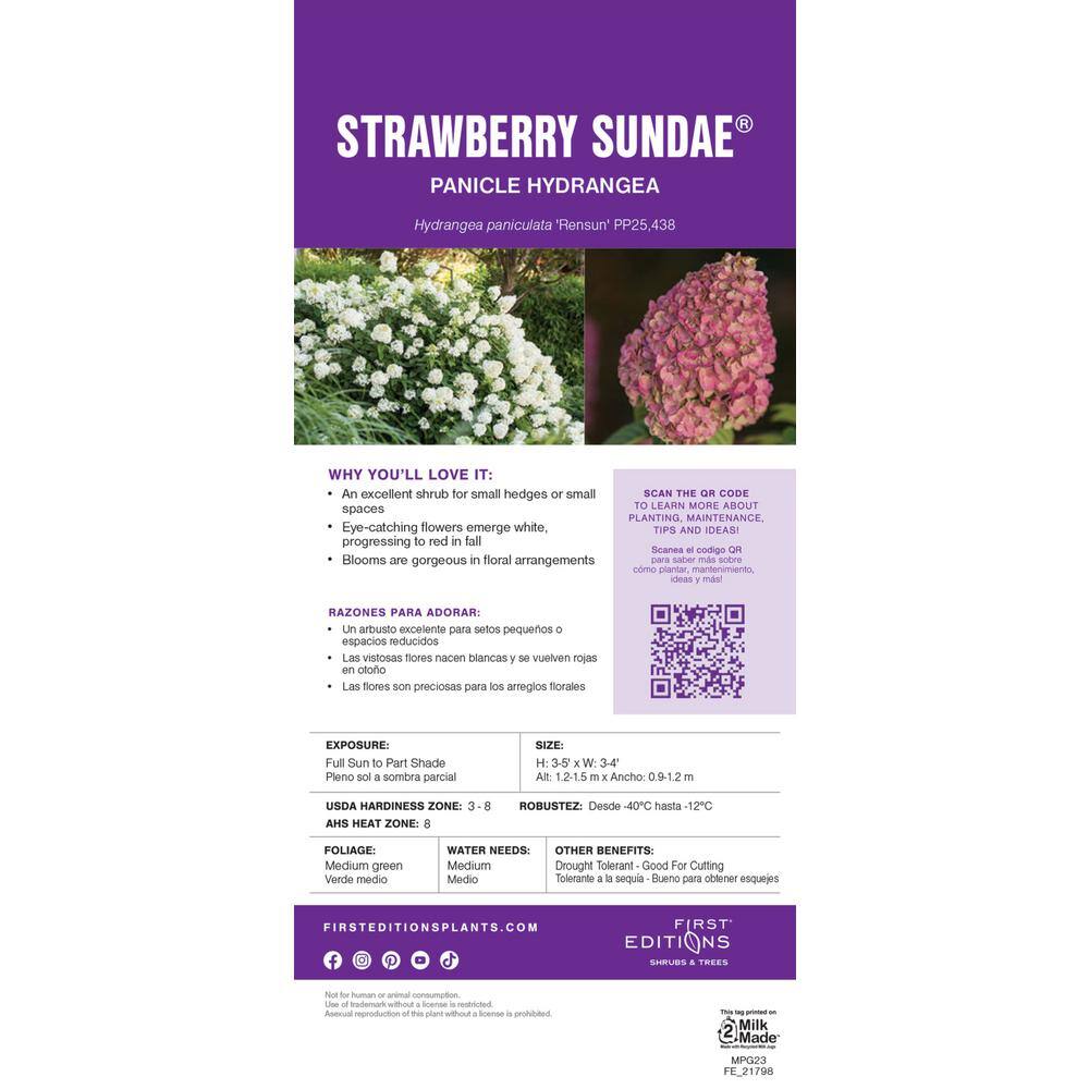 FIRST EDITIONS 3 Gal. Strawberry Sundae Panicle Hydrangea Flowering Shrub with White to Pink Flowers FEHYD3HSS1PK