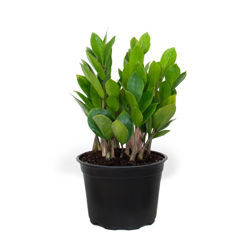 United Nursery ZZ Plant Zamioculcas Zamiifolia Zanzibar Gem Easy Care Low Light Plant in 6 in ch Grower Pot 78736