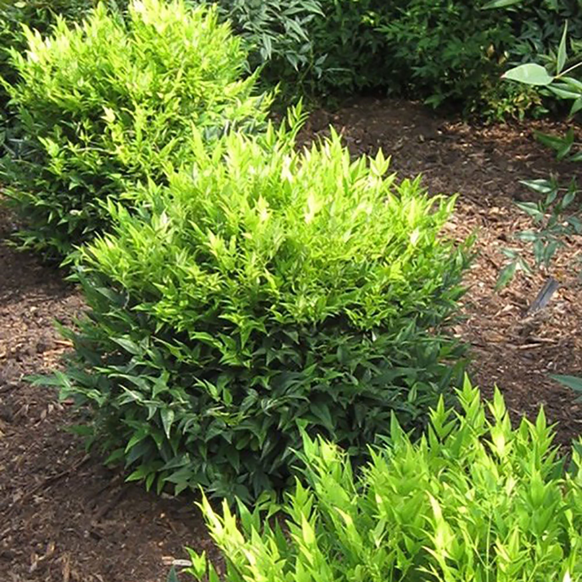 Southern Living Plant Collection Nandina Lemon Lime Live Shrub (2 Gallon)