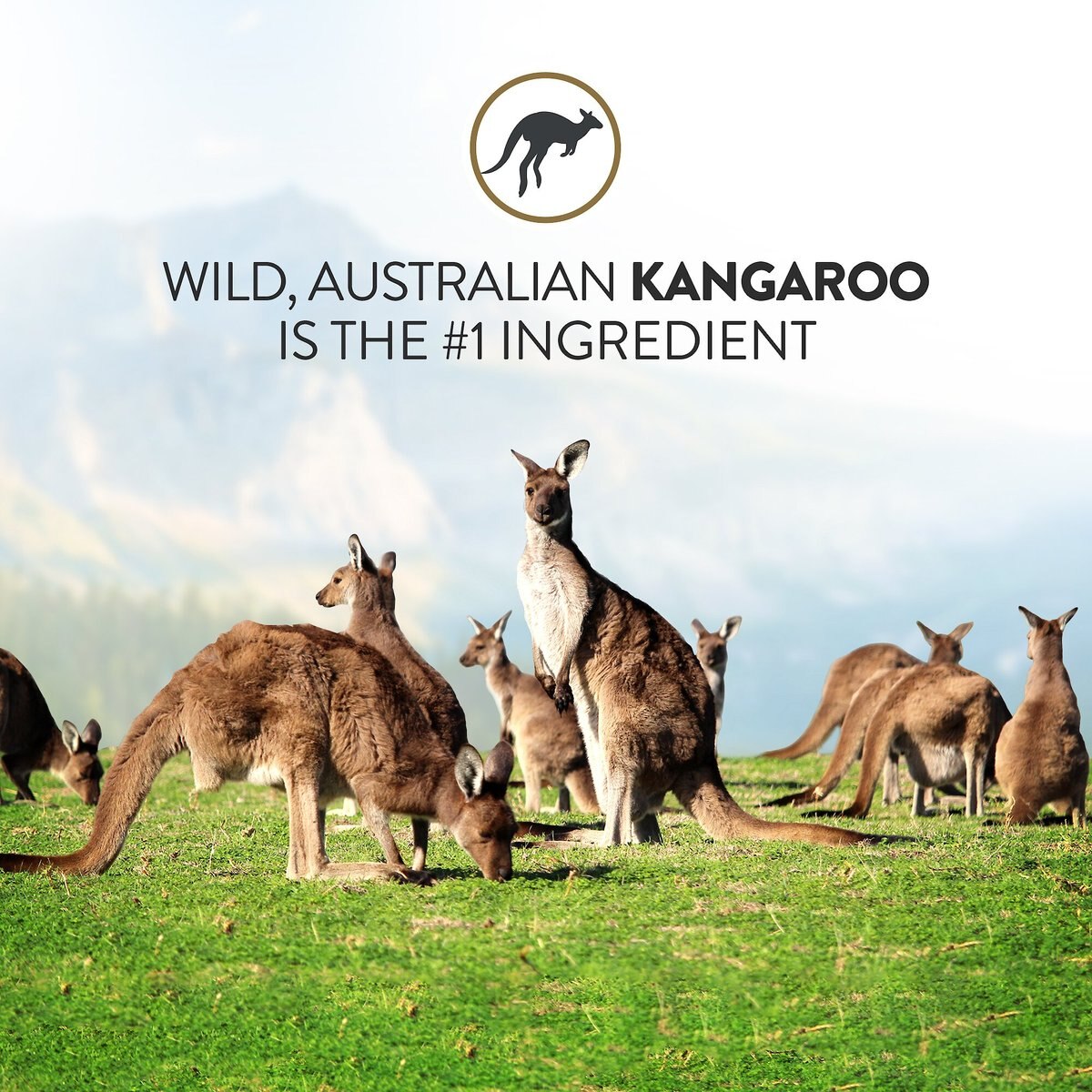 Addiction Grain-Free Wild Kangaroo and Apples Dry Dog Food