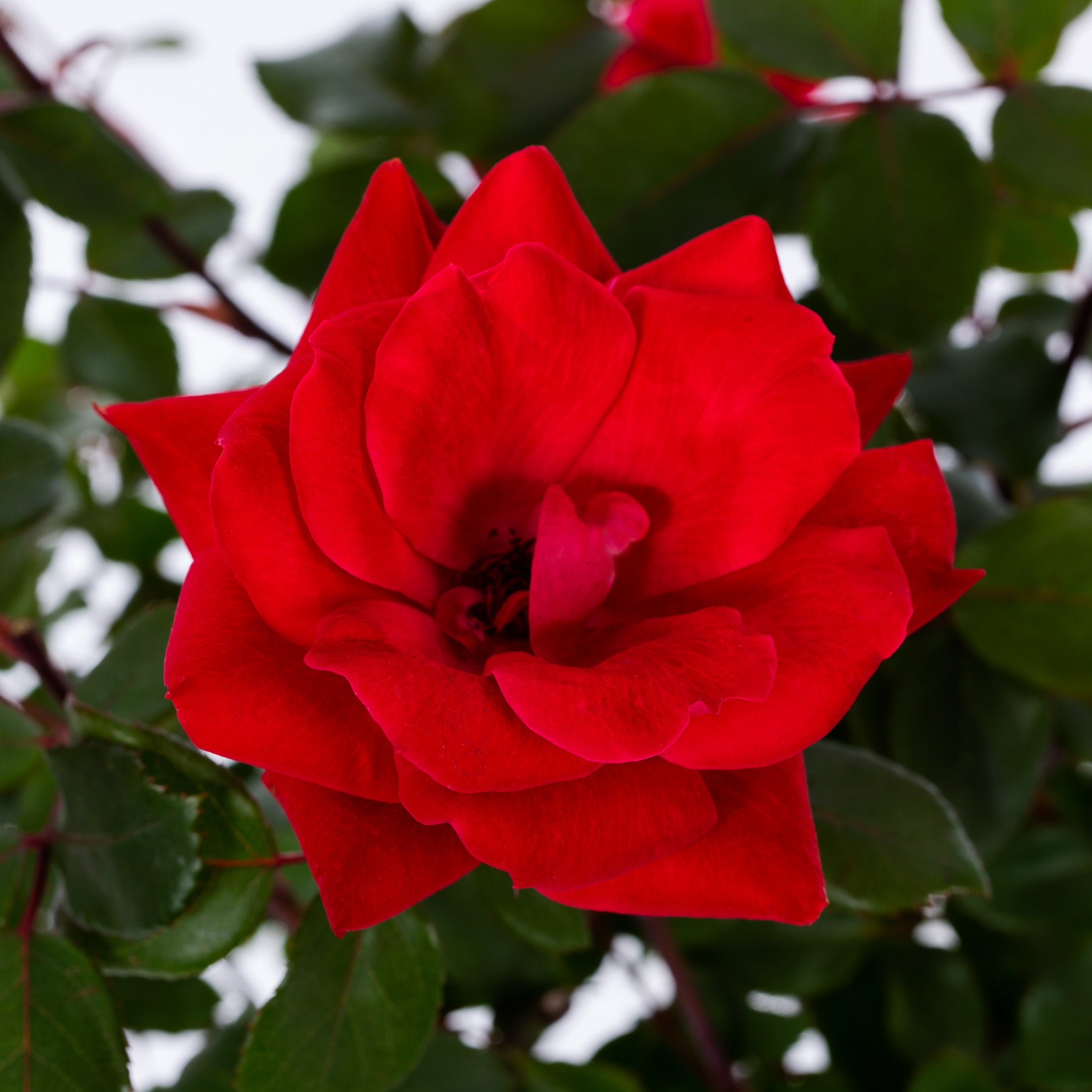 Red Double Knock Out Rose 1G Flowering Live Shrub (1-Pack) with Grower Pot