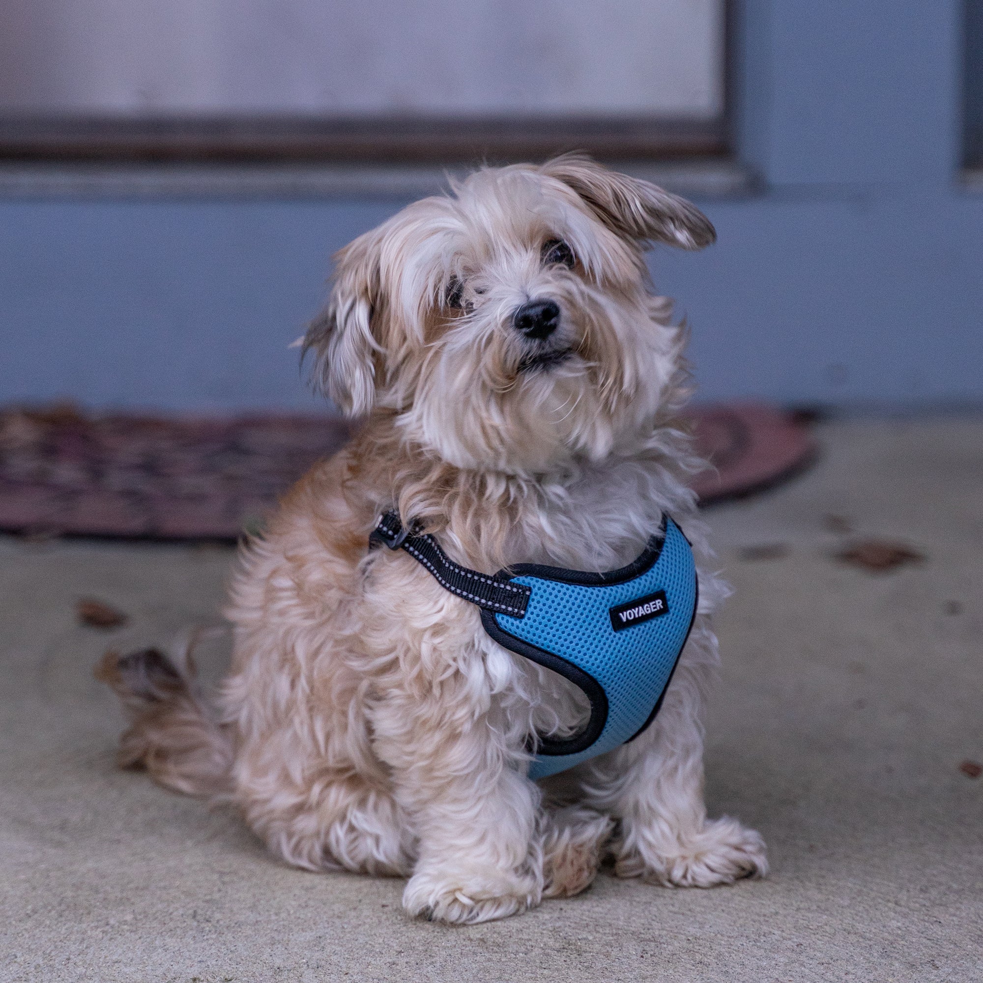 Voyager - Fully Adjustable Step in Dog Harness with Reflective 3M Piping (Red， X-Small)