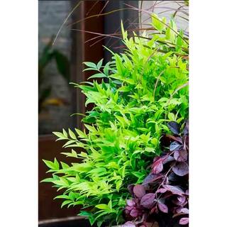SOUTHERN LIVING 1 Gal. Lemon Lime Nandina Heavenly Bamboo Live Evergreen Shrub with Lime Green Foliage (1-Pack) NANDI1LLM1PK