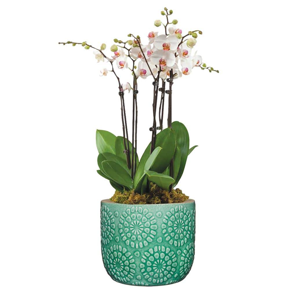 Bellisima 4.5 in. Sea Green Ceramic Planter with Drainage Plug HD1418P-589