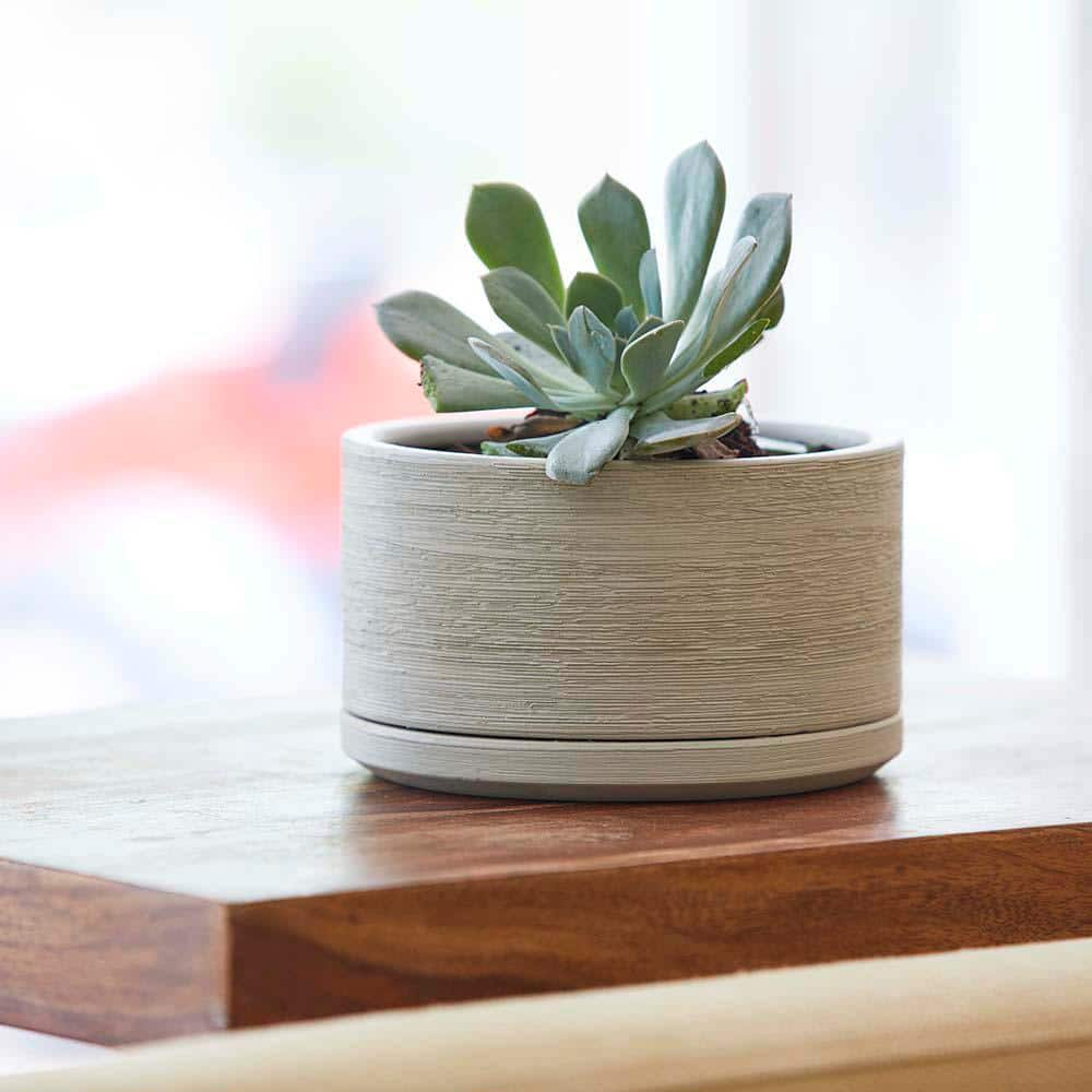 Southern Patio Liesl Small 5.9 in. x 3.5 in. 2 qt. Beige Ceramic Indoor Succulent Indoor Planter CRM-057789