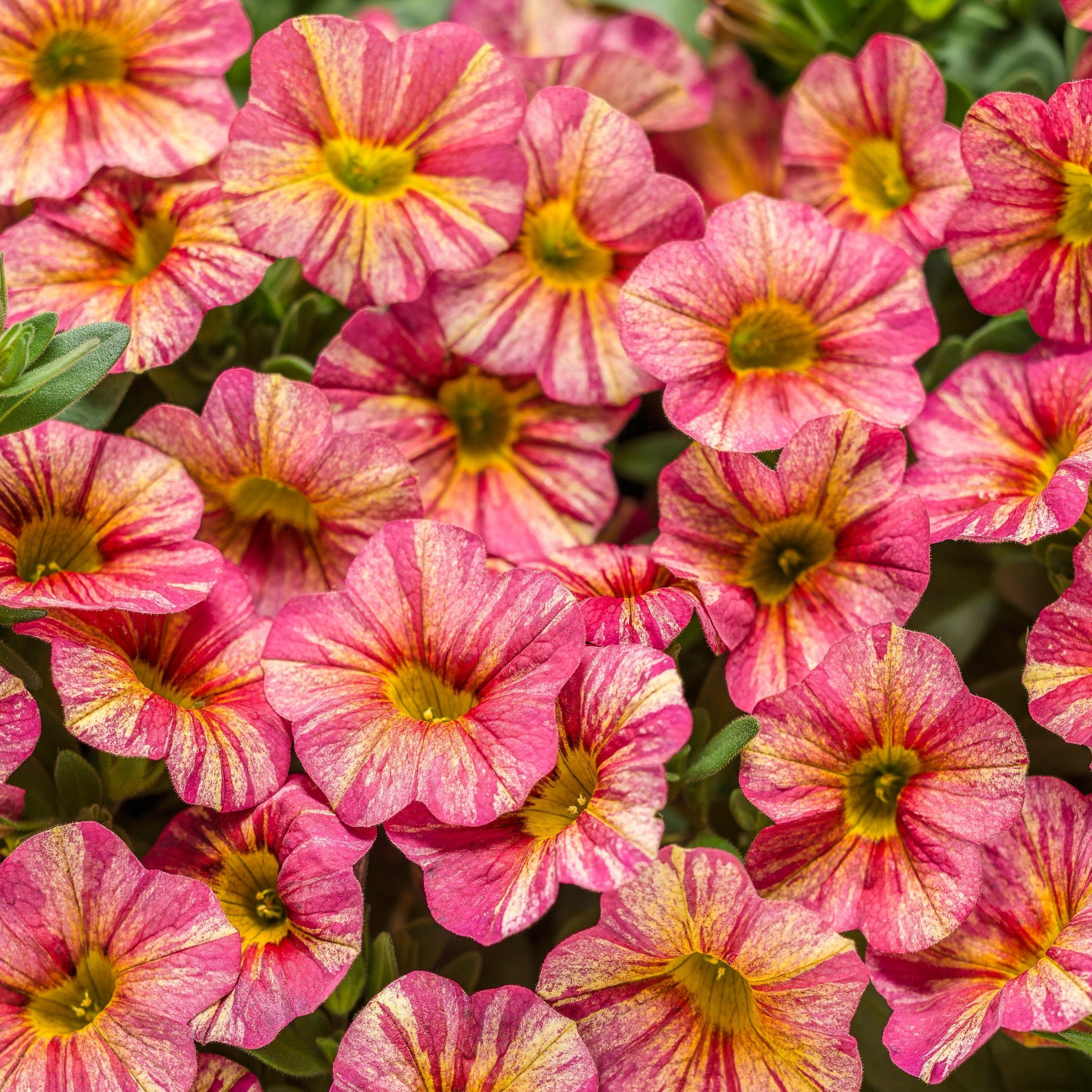 4.25 in. Eco+Grande， Superbells Tropical Sunrise (Calibrachoa) Live Plant， Pink， Yellow， and Red-Streaked Flowers 4-Pack