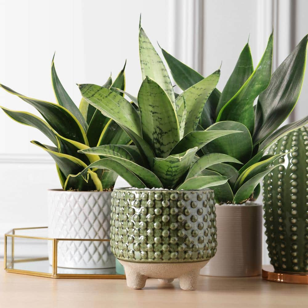 national PLANT NETWORK 4 in. Sansevieria Hahnii (3-Pack) HD1825