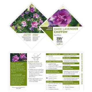 PROVEN WINNERS 2 Gal. Dark Lavender Chiffon Rose of Sharon (Hibiscus) Plant with Lavender Flowers 14481