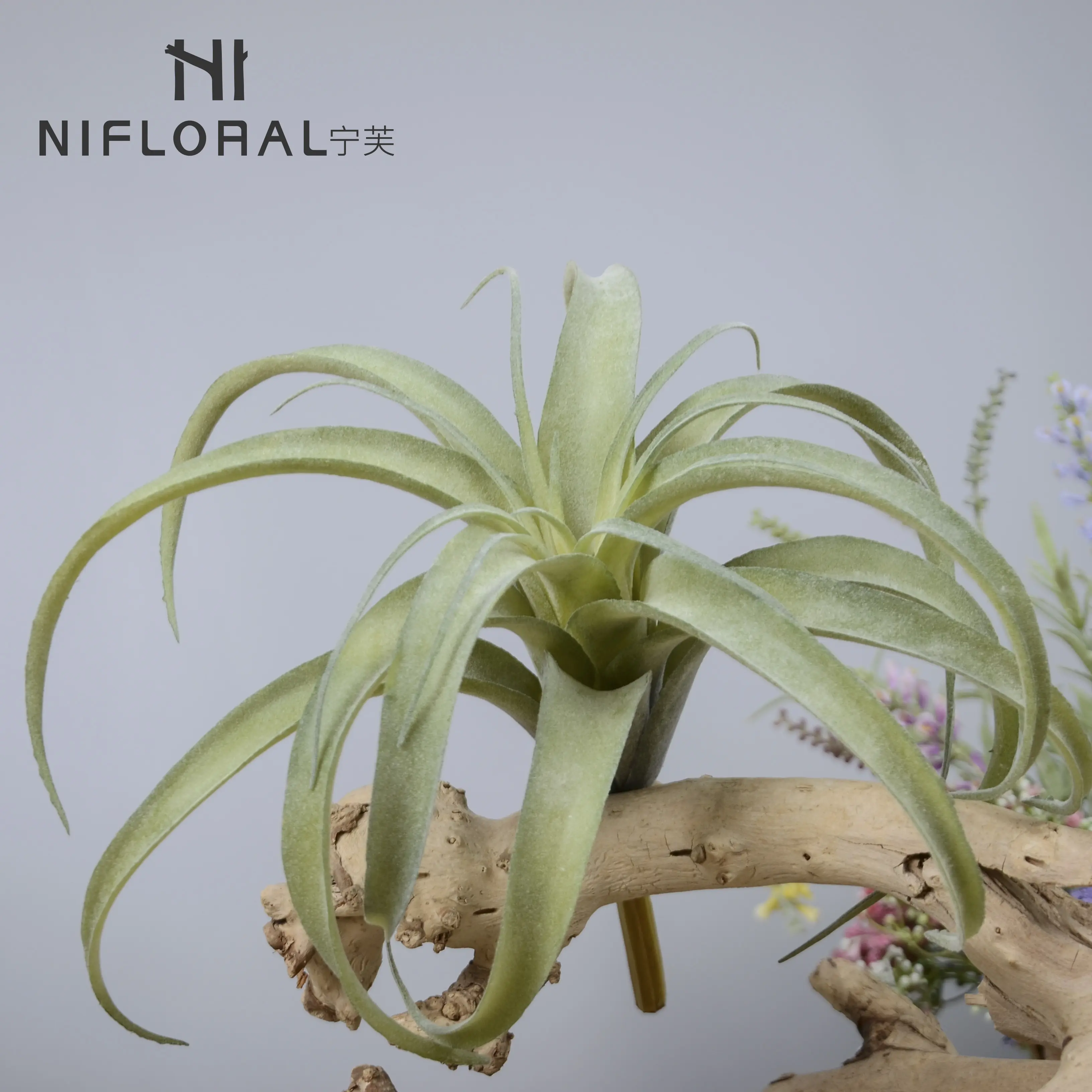 Top selling wholesale cheap price air plants succulent indoor garden greenery air plant