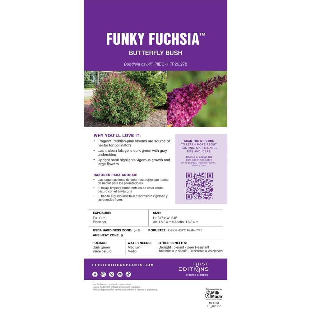 FIRST EDITIONS 3 Gal. Funky Fuchsia Butterfly Bush Flowering Shrub with Fragrant Reddish-Pink Flowers BBBUD33FUH1PK