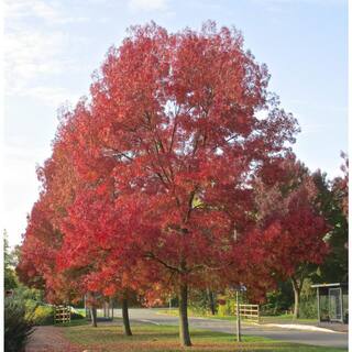Online Orchards 3 ft. - 4 ft. Purple Autumn Ash Tree Bare Root SHRM003