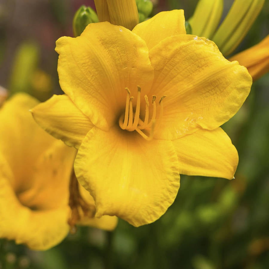 Stella De Oro Daylily (2.5 Quart) Yellow Blooming Perennial - Full Sun Live Outdoor Plant