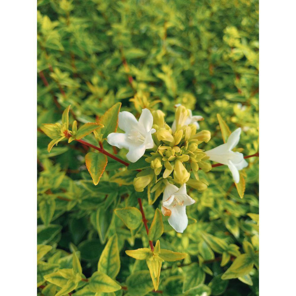Vigoro 3 SQ Kaleidoscope Abelia Plant with Chameleon-Like Foliage that Blooms White Flowers 10007