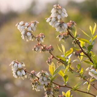 5 Gal. Hannah Choice Northern Highbush Blueberry Tree BLUHAN05G