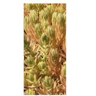 Zeus  Ruta Sedum Lemon Ball Plants Drought Tolerent Pet-Safe Spreading in Pots (1-Pack) W1011-SLB1