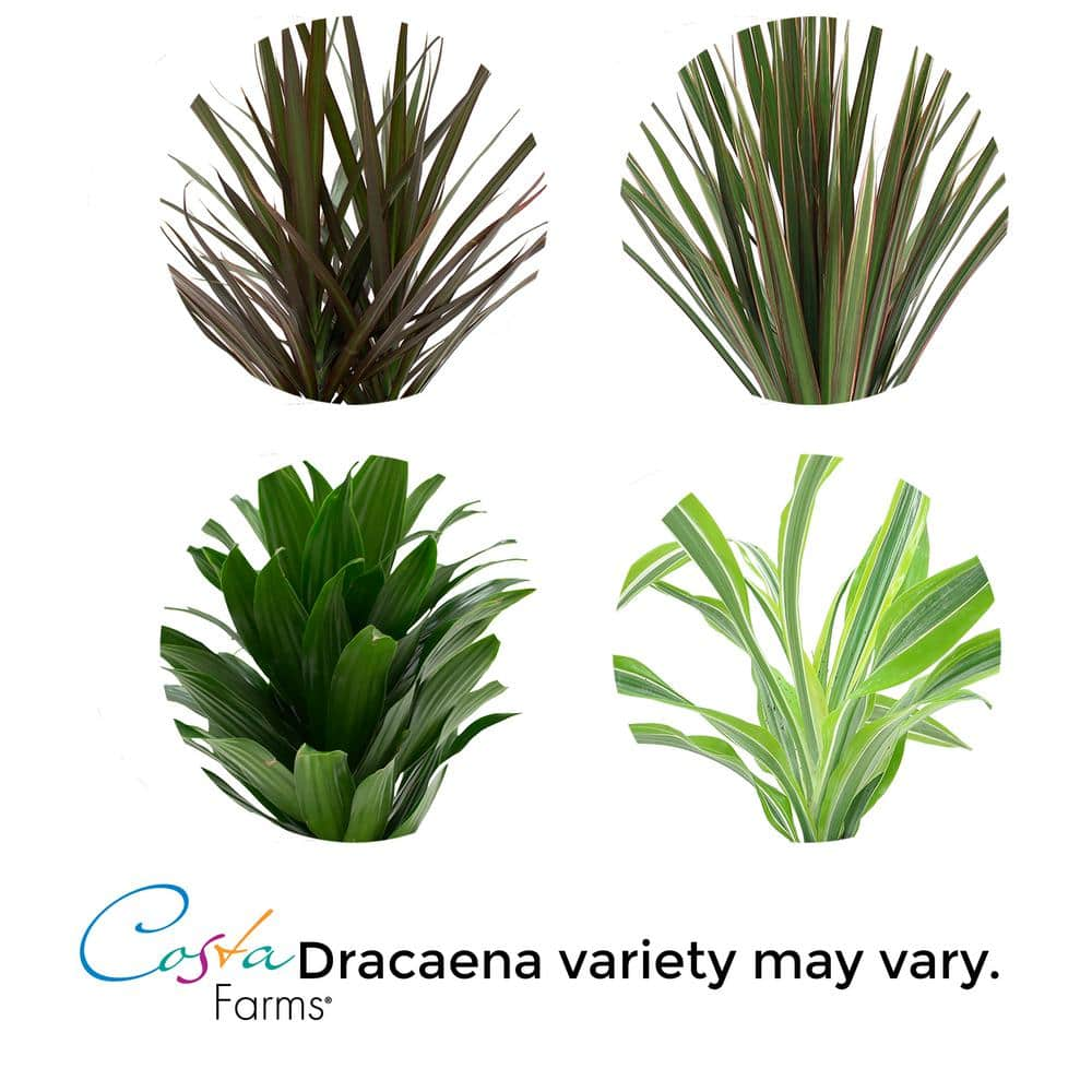 Costa Farms Grower's Choice Dracaena Indoor Plant in 6 in. White Pot Average Shipping Height 1-2 ft. Tall CO.JC06.3.CYL