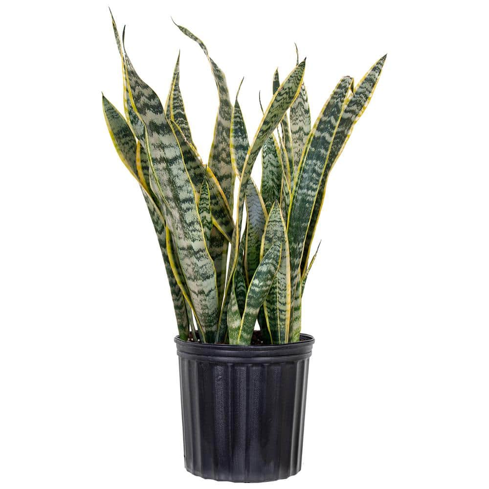 United Nursery Live Sansevieiria Laurentii Indoor Snake Plant in 9.25 inch Grower Pot 21917