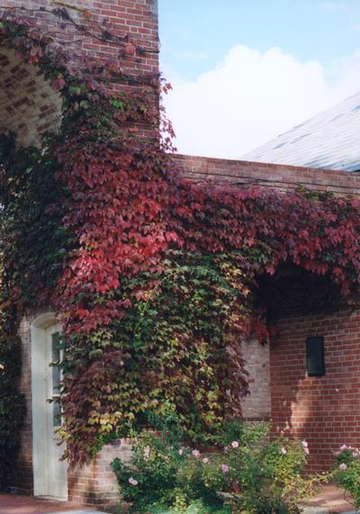 Parthenocissus Tricuspidata Boston Ivy