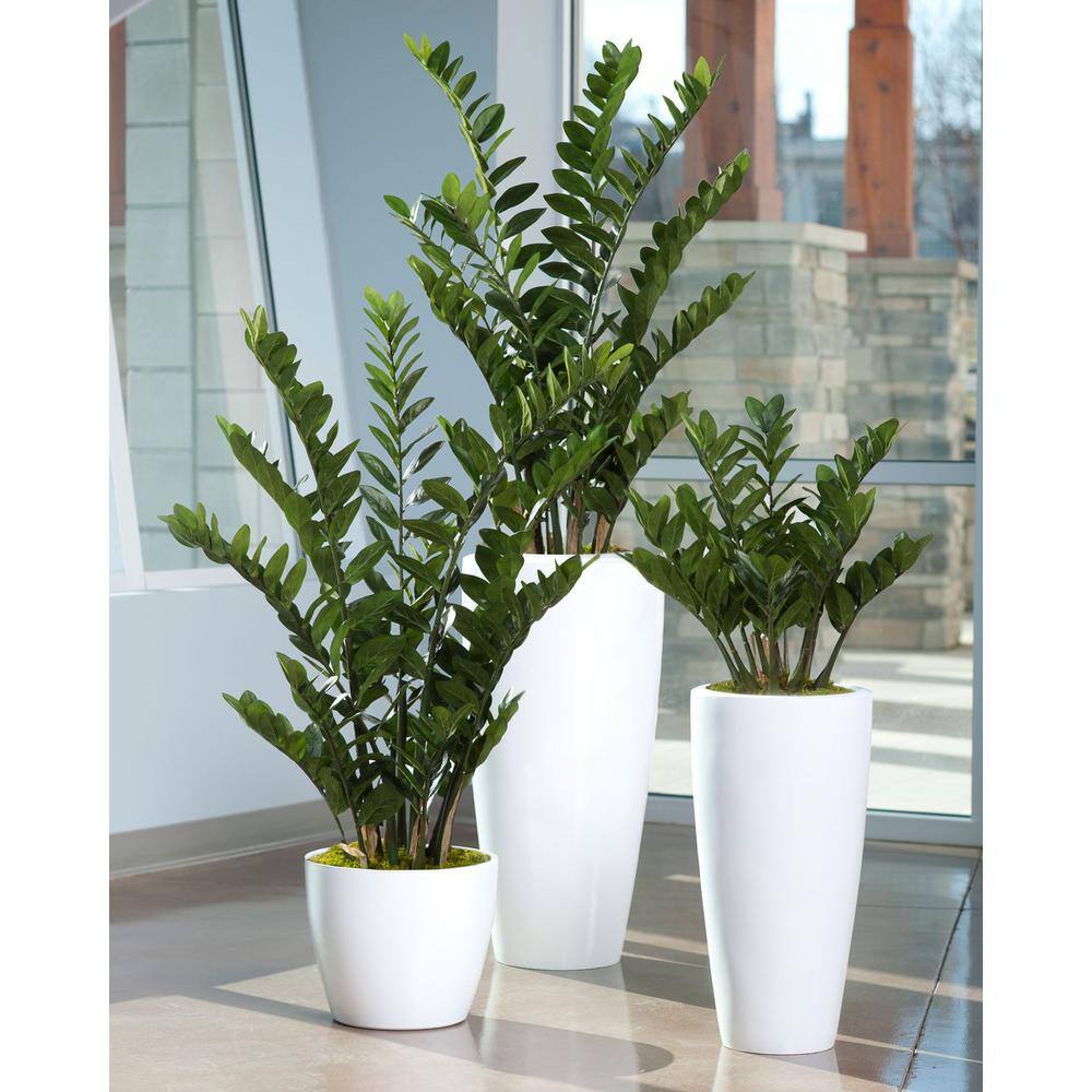 BELL NURSERY 2 Gal. ZZ Plant (Zamioculcas Zamiifolia) Live Indoor House Plant in 10 in. Nursery Pot ZPLAN10GRE1PK