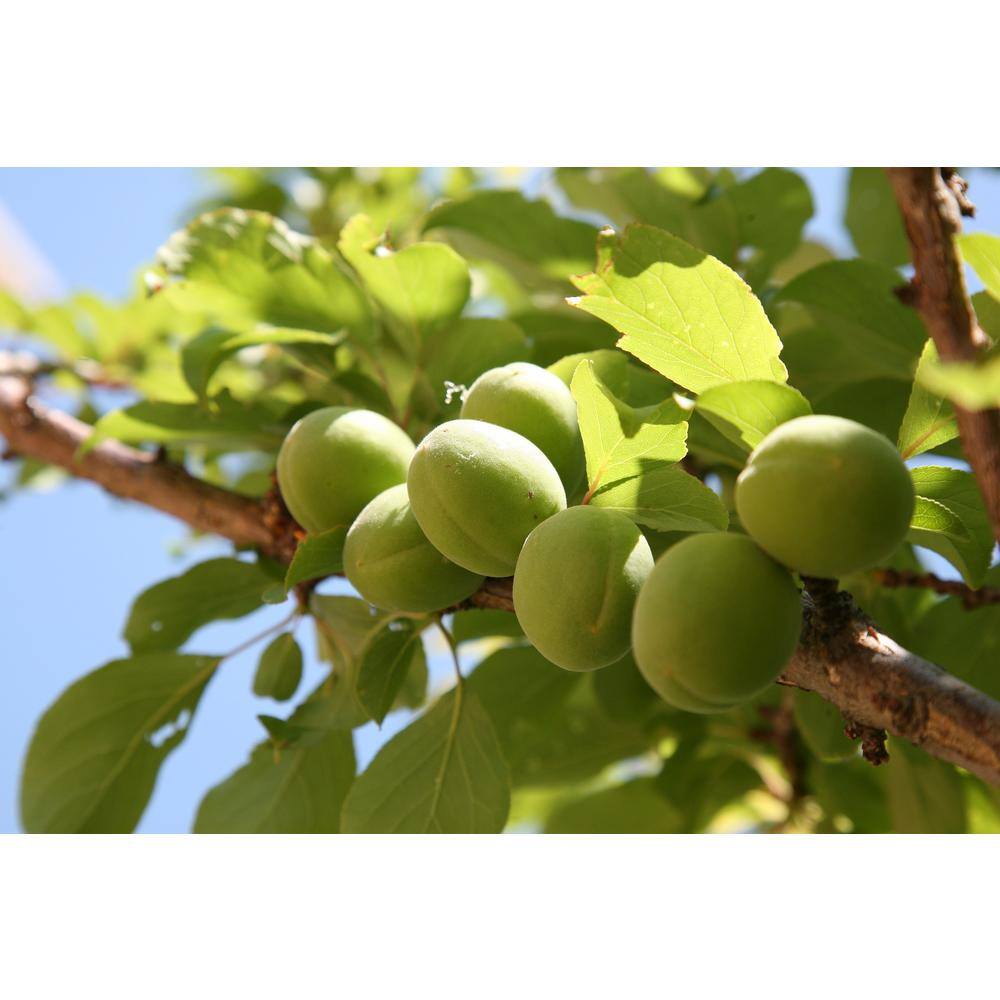 Online Orchards Dwarf Green Gage Plum Tree Bare Root FTPL005