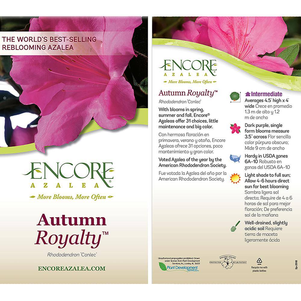 ENCORE AZALEA 1 Gal. Autumn Royalty Shrub with Pink Flowers 10380