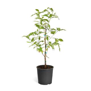 Brighter Blooms 5 Gal. Flowering White Dogwood Tree DOG-WHI-34-5