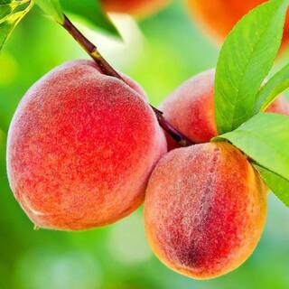 5 Gal. Rio Grande Peach Tree PCHRIO05GSL
