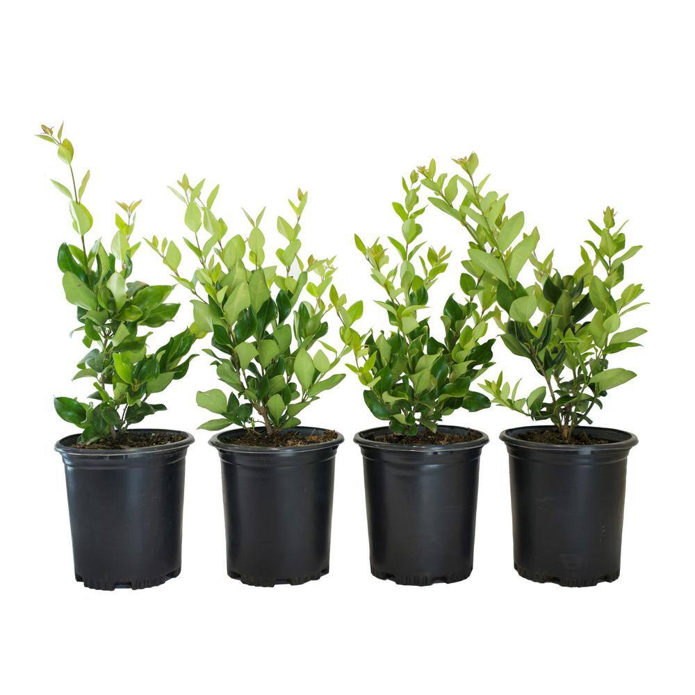 Alder  Oak #1 Container Waxleaf Privet Hedge Shrub (4-Pack) LITE01