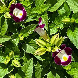 Pure Beauty Farms 1.38 Pt. Torenia Kauia Plant Burgundyin 4.5 In. Grower's Pot (4-Plants) DC45TORBUR4