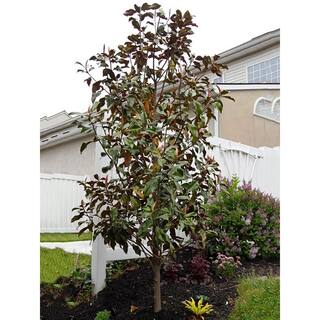 #7 Pot White Flowering Bracken's Brown Beauty Evergreen Magnolia Tree MAGBRA07G