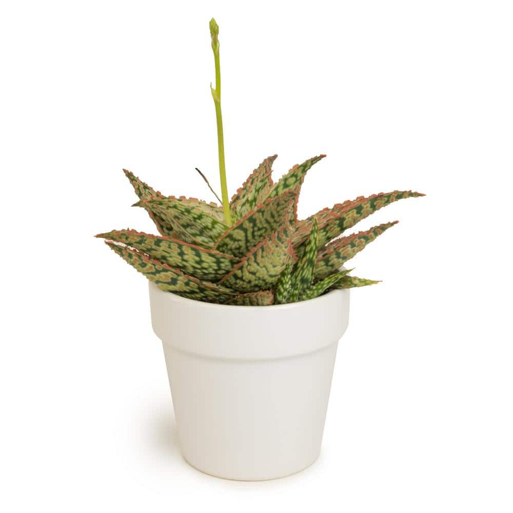 ALTMAN PLANTS 9 cm Star Aloe in White Glazed Clay Pot 0872543