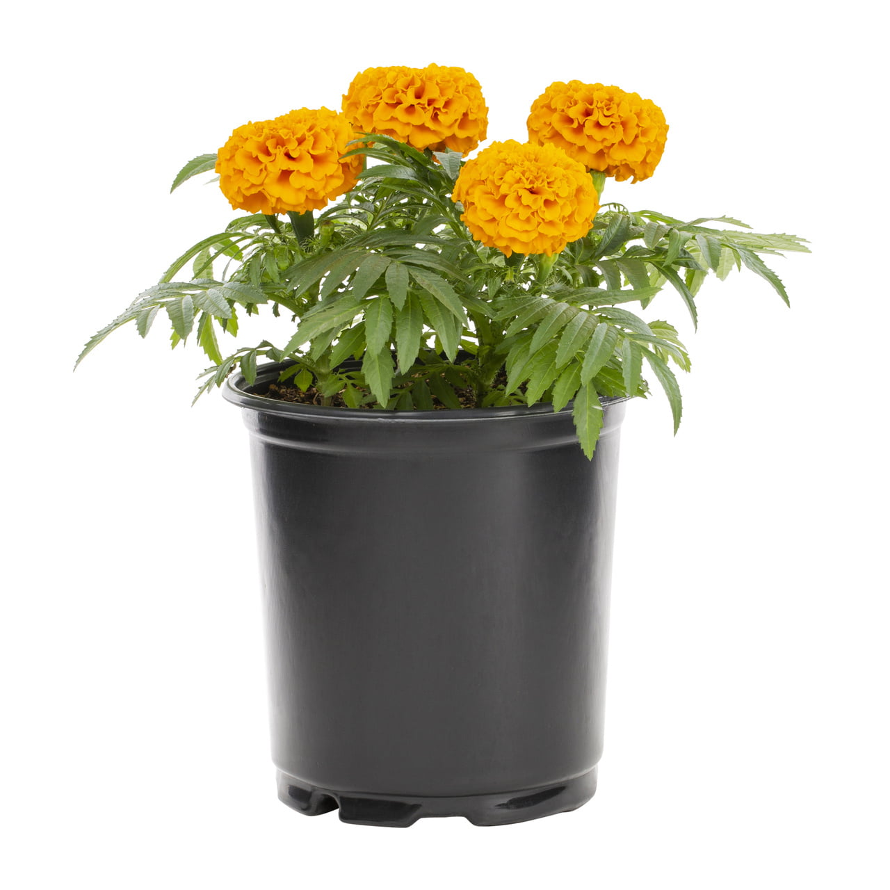 Expert Gardener 2.5QT Orange Marigold Live Plants (3 Count) with Grower Pots