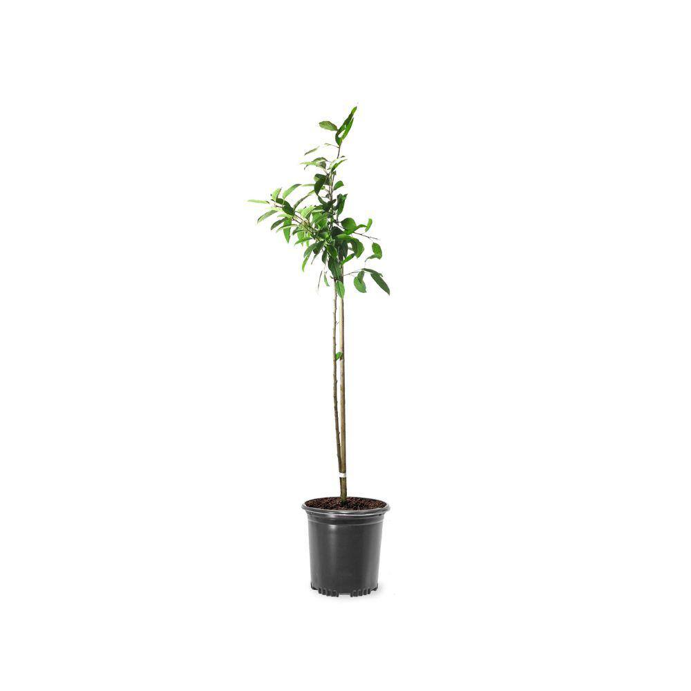1 gal. Floribunda Crabapple Tree CRAFLO01G
