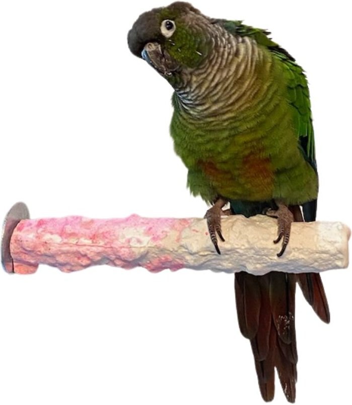 Polly's Pet Products Banana Split Cuttlebone and Calcium Bird Perch