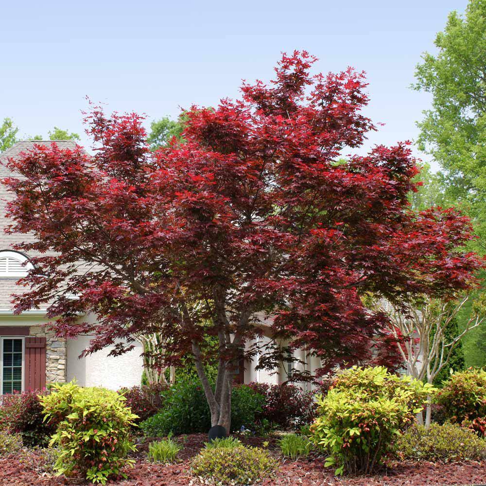 Brighter Blooms 2 Gal. Bloodgood Japanese Maple Tree MAP-JAP-23-2
